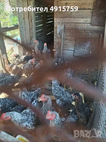 Домашни кокошки 