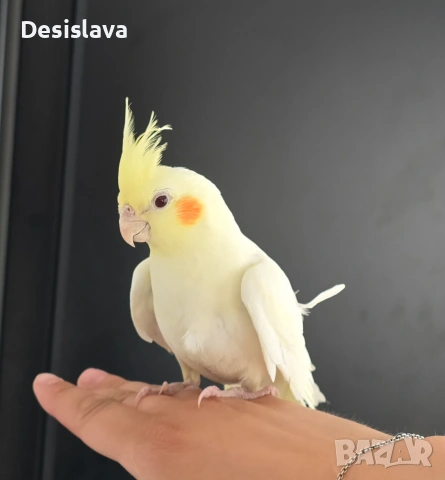 Папагал корела, снимка 7 - Папагали - 54979893
