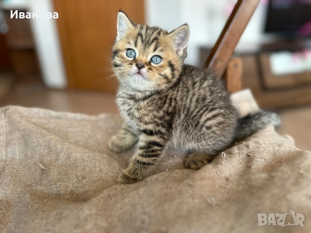 Британска късокосместа и шотландска клепоуха котка