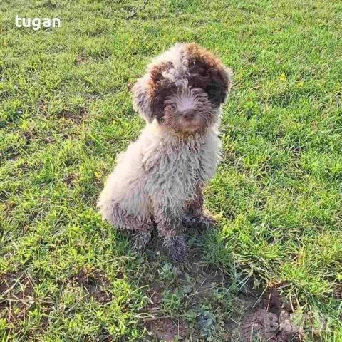 Бебета Лагото Романьоло / Lagotto Romagnolo