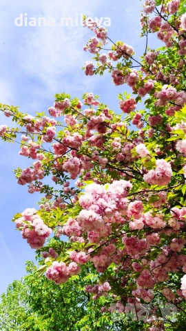 Японска Вишна Канзан, Сакура, Prunus Serrulata Kanzan, снимка 7 - Градински цветя и растения - 55161099