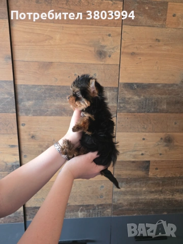 Чистокръвно Мини момиченце, снимка 4 - Йоркширски териер - 54243156