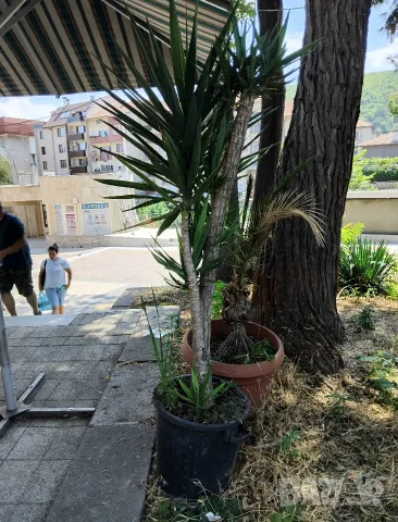 Продавам палма Юка / Yucca, 25 годишна, 1.7 м. височина, снимка 6 - Стайни растения - 40901353