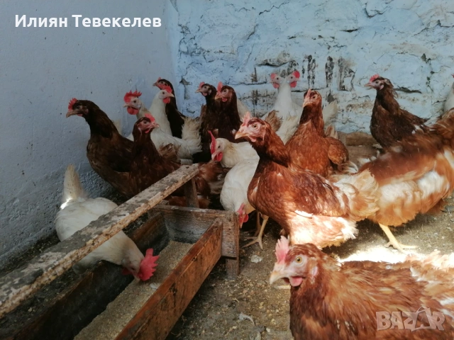 Носачки на 6 месеца, снимка 2 - други­ - 54658212