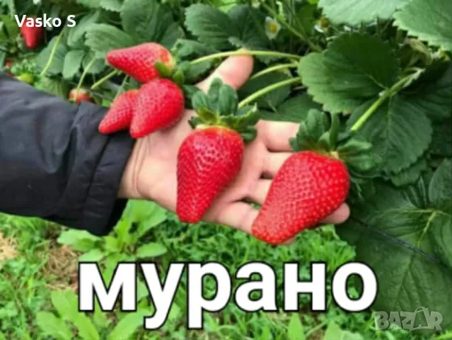 Ягоди разсад 2026, снимка 4 - Разсади - 55672046