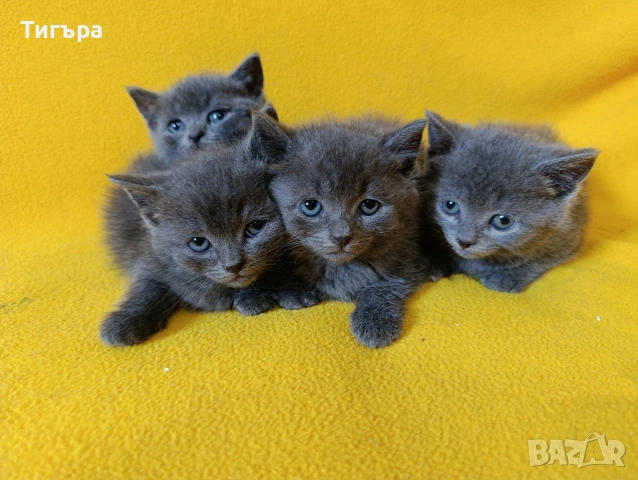 Котета - порода Руска синя котка !, снимка 7 - Руска синя котка - 54482650
