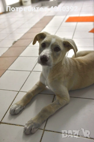 Rescue puppy, снимка 4 - Други - 54699590
