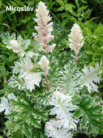 Акантус (Меча стъпка), снимка 6 - Градински цветя и растения - 54199129