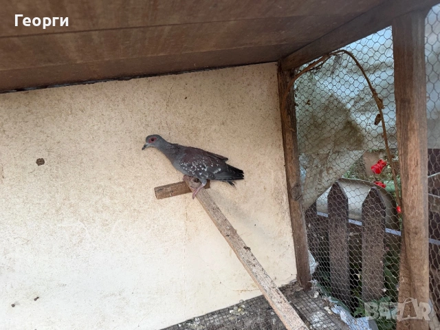 Гвинейски гълъби, снимка 3 - Гълъби - 54508209