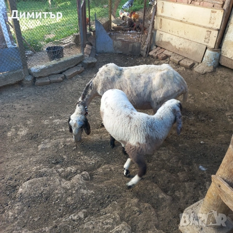 2 овци 2агнета и 2кози, снимка 3 - Овце - 54714211