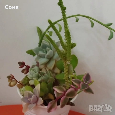Сукуленти вкоренени микс, снимка 4 - Стайни растения - 54008928