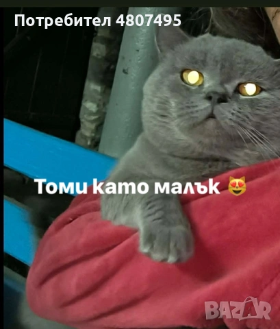 Продавам шотландски клепоухи малки котенца 😻, снимка 12 - Други - 54309809