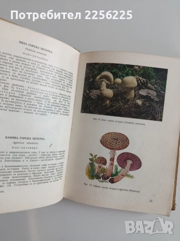 Диворастящи и култивирани гъби, снимка 3 - Специализирана литература - 55104503