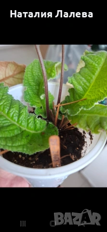 Стрептокарпус, streptocarpus DS 2166, снимка 5 - Стайни растения - 55019138