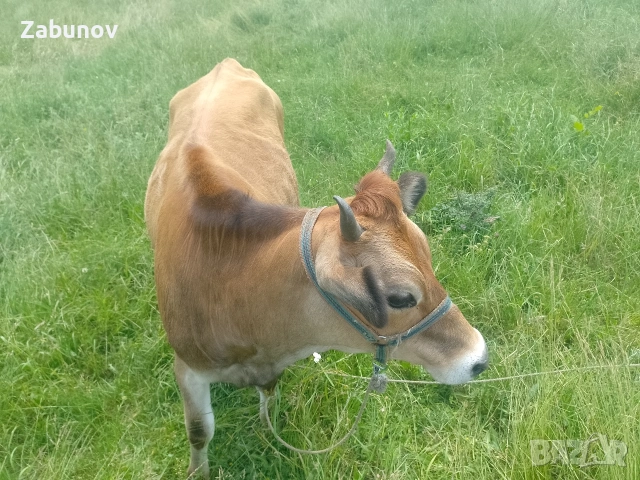 Продавам юница Джерсей на година и три месеца , снимка 6 - Крави - 55108269