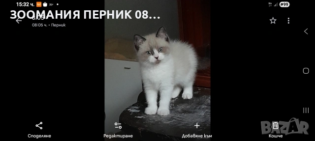 коте Регдол , снимка 2 - Други - 54727561