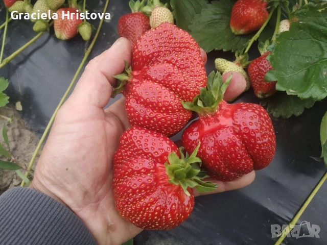 Предлагам висококачествен разсад ягоди сезонни и целогодишни сортове , снимка 2 - Разсади - 54211646