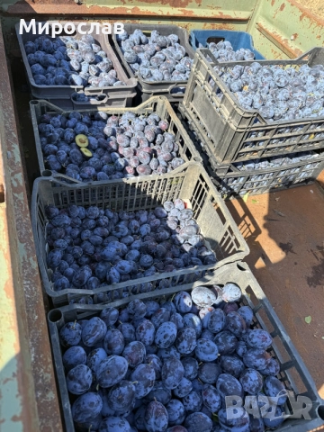 Сини сливи от производител, снимка 4 - Домашни продукти - 55669754