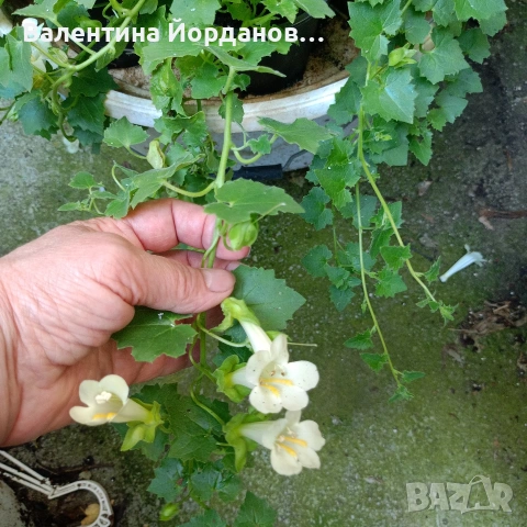 азарина , снимка 5 - Стайни растения - 54835511
