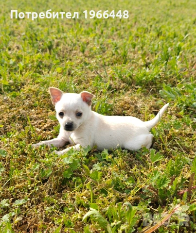 Чихуахуа,мъжки ,обезпаразитени вътрешно и външно 