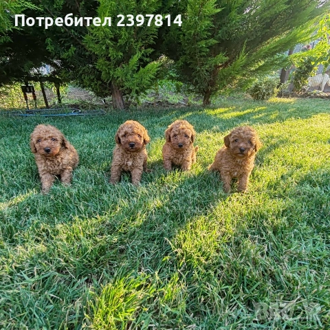 Пудел  Той/Мини, снимка 13 - Пудели - 55138246