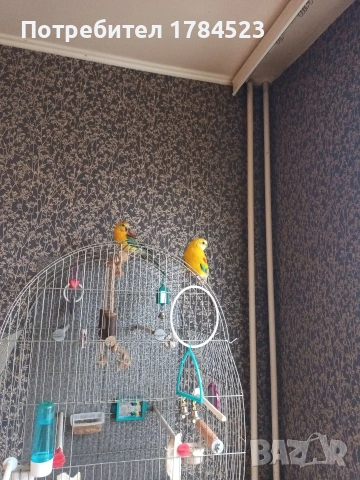 поен папагал млад. , снимка 4 - Папагали - 54165345