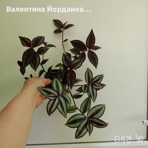 комплект традиция три вида 