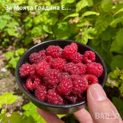 Малини 27 сорта 