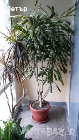 Предлагам огромна 2 метра висока !  Dracaena fragrans, снимка 3 - Стайни растения - 54781576