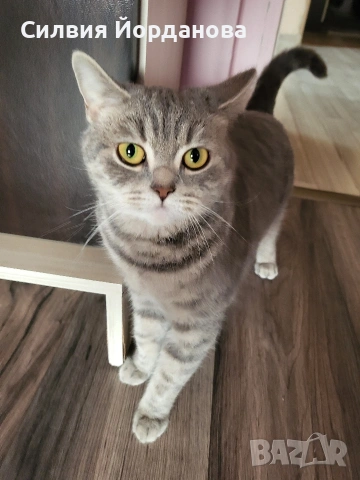 Британчета късокосмести, снимка 3 - Британска късокосместа - 54060098