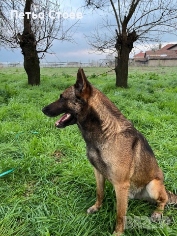 Малки кученца , снимка 10 - Белгийска овчарка - 54251779