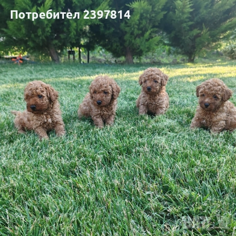 Пудел  Той/Мини, снимка 7 - Пудели - 55138246
