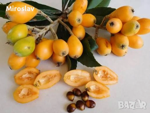 Японска мушмула , снимка 4 - Градински цветя и растения - 54803754