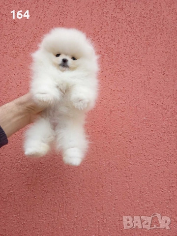 Бели мини Померани. Реални снимки ! 