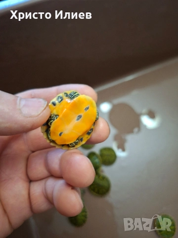 Продава червенакоремни водни костенурки , снимка 2 - Костенурки - 54230010