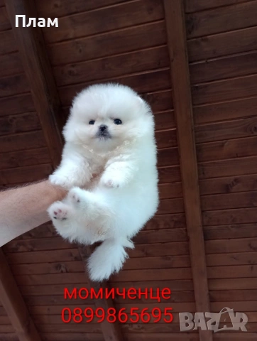 Мини Померани. Реални снимки !!! , снимка 12 - Померан - 55109937