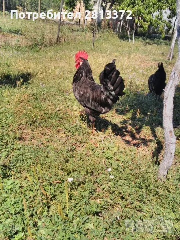 Петли Петел Черен Легхорн Leghorn, снимка 5 - други­ - 55251872