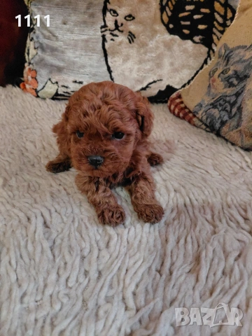 Тийкъп Той Пудел, снимка 6 - Пудели - 54014156