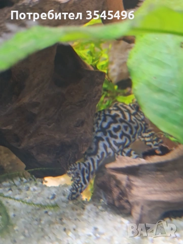 L236 SW, снимка 5 - Рибки - 53978623