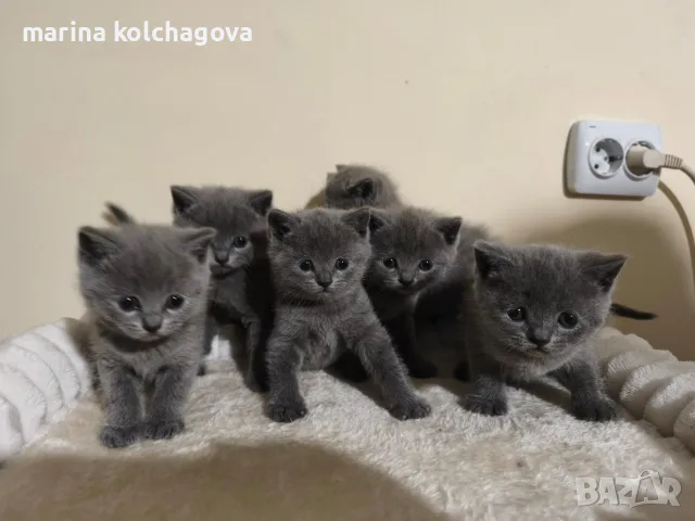 Британски късокосмести котенца 
