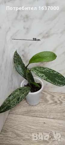 Хоя Publicalyx silver spot 