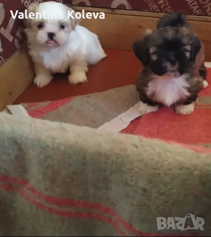 две момчета и една принцеса 