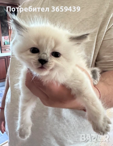 Невска маскарадна котка , снимка 2 - Други - 55002921
