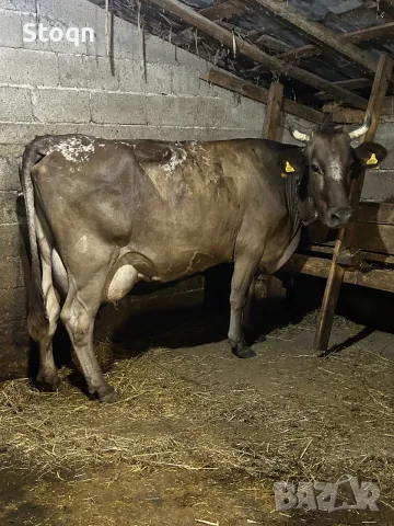 Продавам 2 Дойни Крави