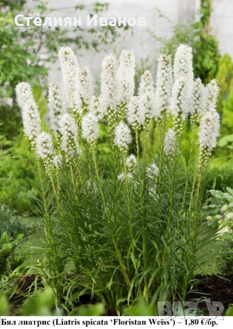 Лиатрис (Liatris spicata) - лилав и бял; грудки, снимка 3 - Сортови семена и луковици - 53656309