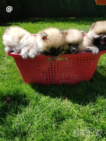 Померан померанчета Гр. София , снимка 6 - Померан - 54318919