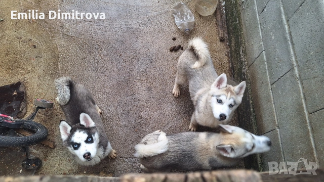 продавам кучета хъскита и Аляски , снимка 6 - Други - 54264962