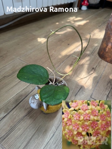 Хоя. Hoya Ricardo 