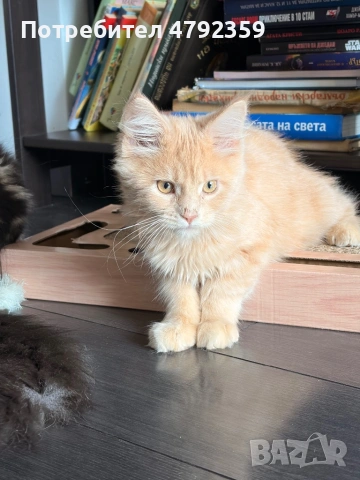 Мейн куун котета, снимка 3 - Мейн кун - 54150439