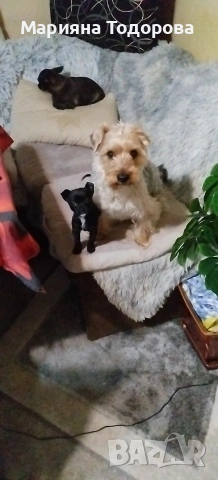 Пинчер, снимка 18 - Пинчер - 53447224